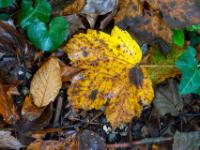 Verfärbtes Ahornblatt am Waldboden